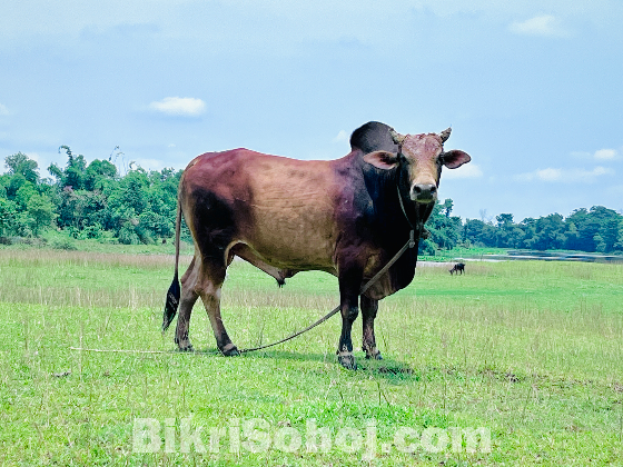 মাশা আল্লাহ  ঈদের জন্য প্রস্তুত